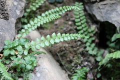 Asplenium viride