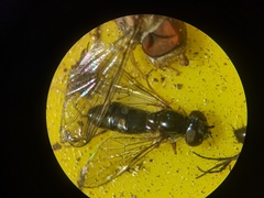 Platycheirus albimanus