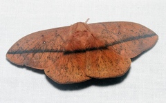 Lonomia