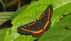 Amarynthis meneria