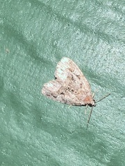 Protodeltote muscosula