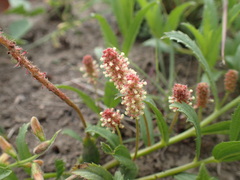 Acalypha villicaulis