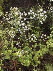 Ageratina jucunda