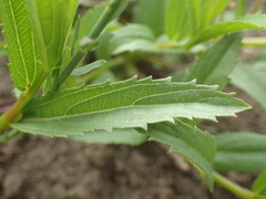 Acalypha villicaulis