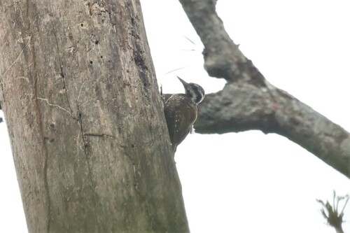 Yellow-crested Woodpecker (Chloropicus xantholophus), photo 8