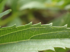 Acalypha villicaulis