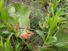 Acalypha villicaulis