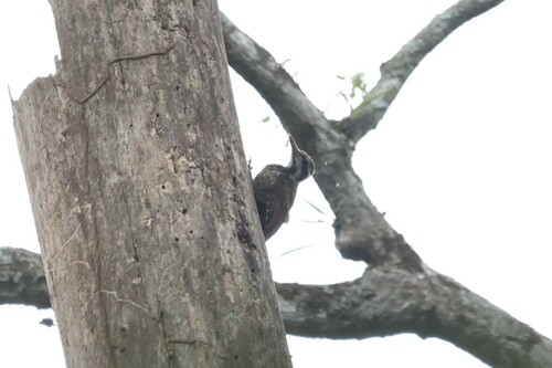Yellow-crested Woodpecker (Chloropicus xantholophus), photo 9
