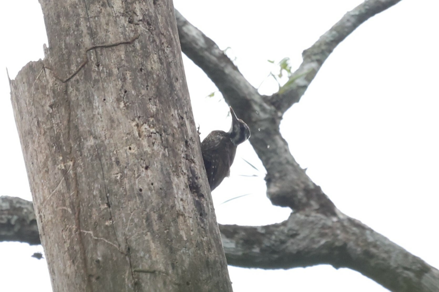 Yellow-crested Woodpecker (Chloropicus xantholophus), photo 6