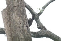 Chloropicus xantholophus