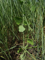 Chenopodium opulifolium
