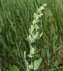 Chenopodium opulifolium