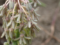 Ledebouria cooperi