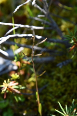 Eutrema edwardsii