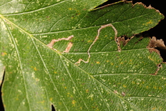 Stigmella mespilicola