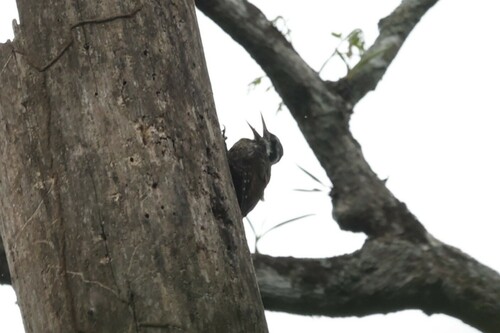 Yellow-crested Woodpecker (Chloropicus xantholophus), photo 10