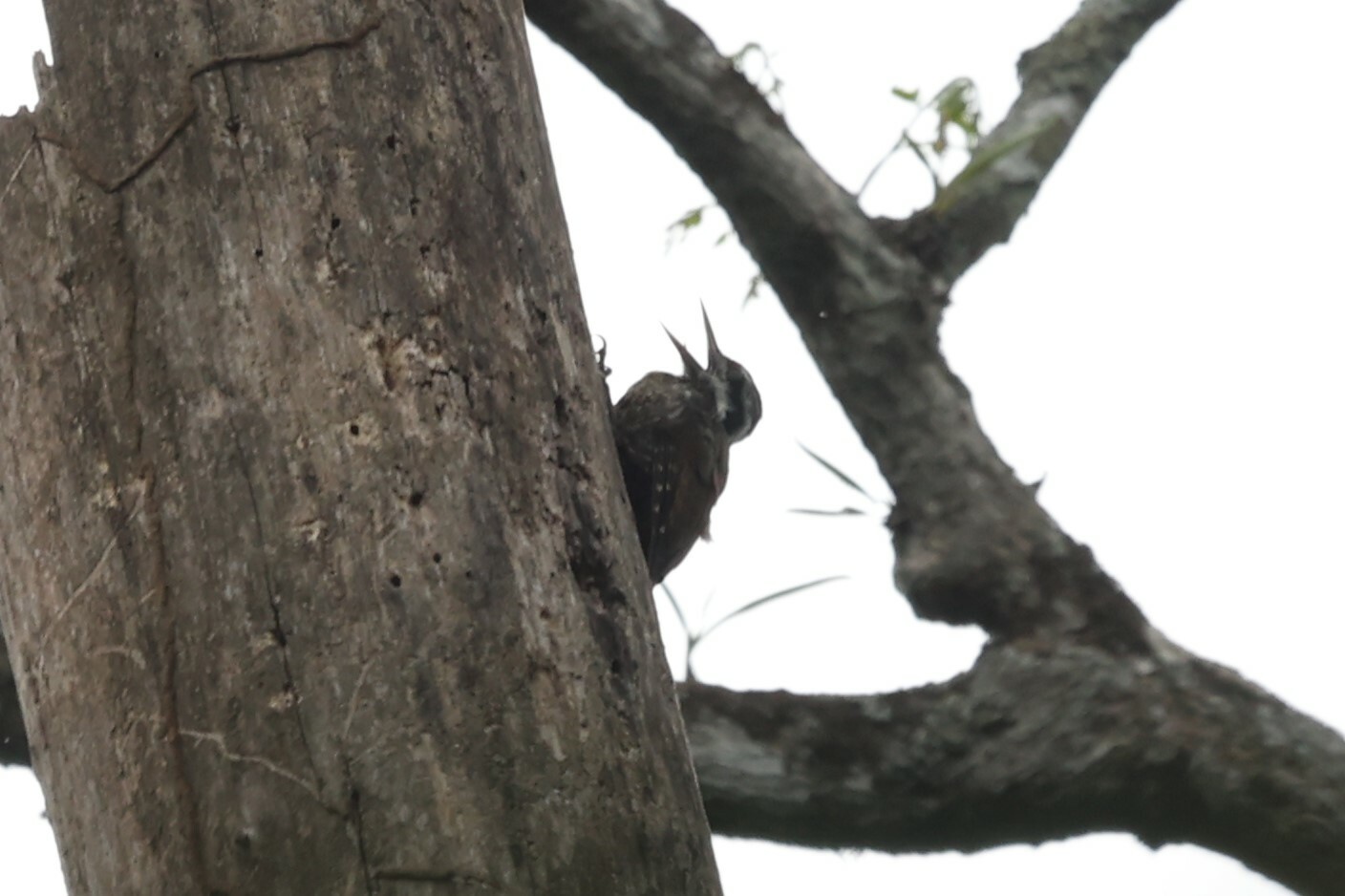 Yellow-crested Woodpecker (Chloropicus xantholophus), photo 7