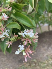 Heptacodium