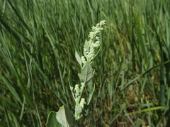 Chenopodium opulifolium