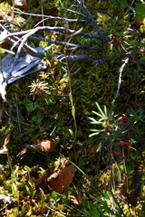 Eutrema edwardsii