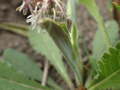 Ledebouria cooperi