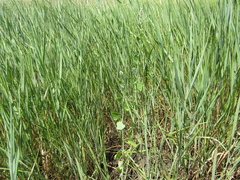 Chenopodium opulifolium