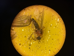 Elaphropeza ephippiata