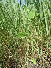 Chenopodium opulifolium
