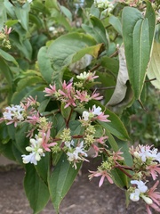 Heptacodium