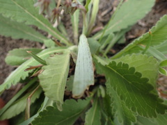 Ledebouria cooperi