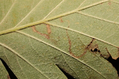 Stigmella mespilicola