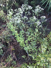 Ageratina jucunda