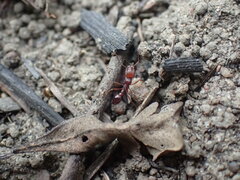 Tetramorium sericeiventre