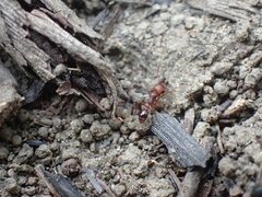 Tetramorium sericeiventre