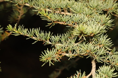 Cedrus atlantica