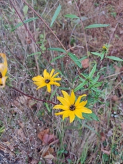 Helianthus angustifolius