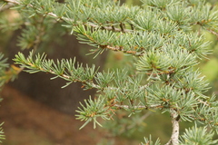 Cedrus atlantica