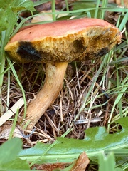Hortiboletus rubellus