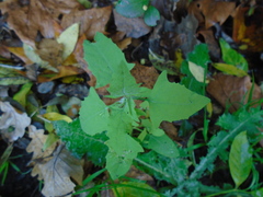 Chenopodium album album