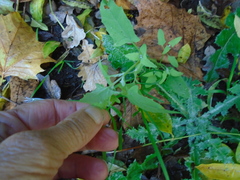 Chenopodium album album