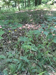 Dichanthelium commutatum commutatum