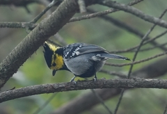 Machlolophus spilonotus