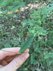 Dichanthelium commutatum commutatum