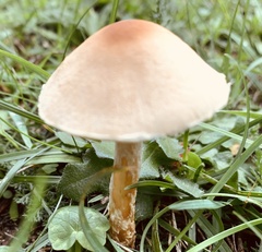 Lepiota