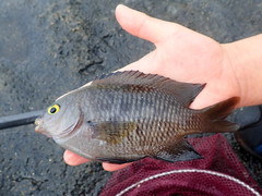 Plectroglyphidodon marginatus