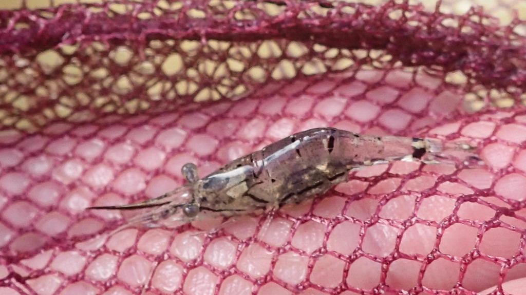 feeble shrimp