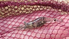 Palaemon debilis