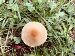 Lepiota