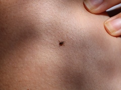Lipoptena depressa