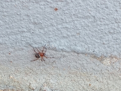 Steatoda ancorata